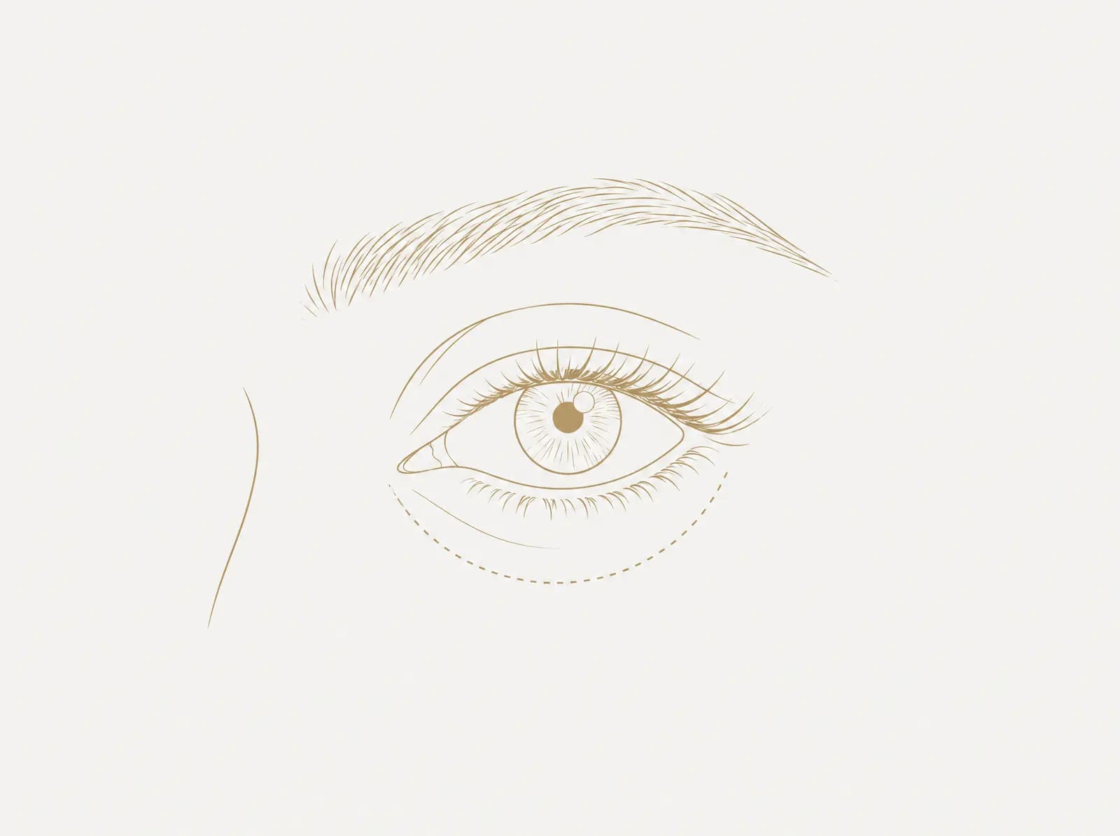 ภาพลายเส้นดวงตาที่ลืมอยู่ใต้คิ้ว มีเส้นโค้งประอยู่ใต้เปลือกตาล่าง