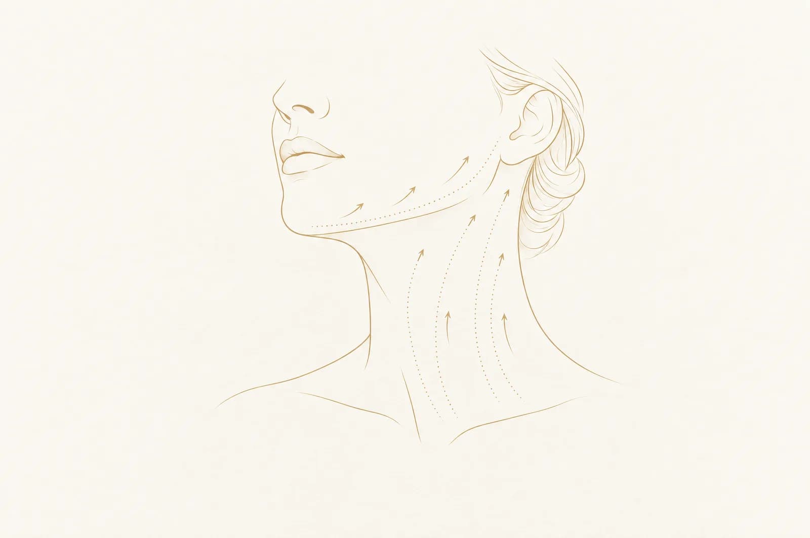 ภาพลายเส้นใบหน้าส่วนล่างและคอของผู้หญิงมองจากด้านข้าง มีเส้นประและลูกศรเล็ก ๆ ชี้ขึ้นไปตามแนวกรามและลำคอเข้าหาใบหู