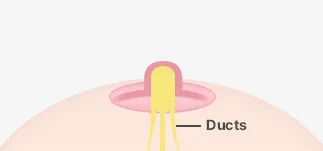 Hình vẽ của phòng khám về núm vú được kéo ra, có ghi chú các ống dẫn sữa bên dưới.